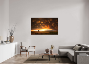 Evening Glory