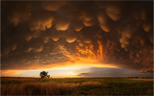 Evening Glory